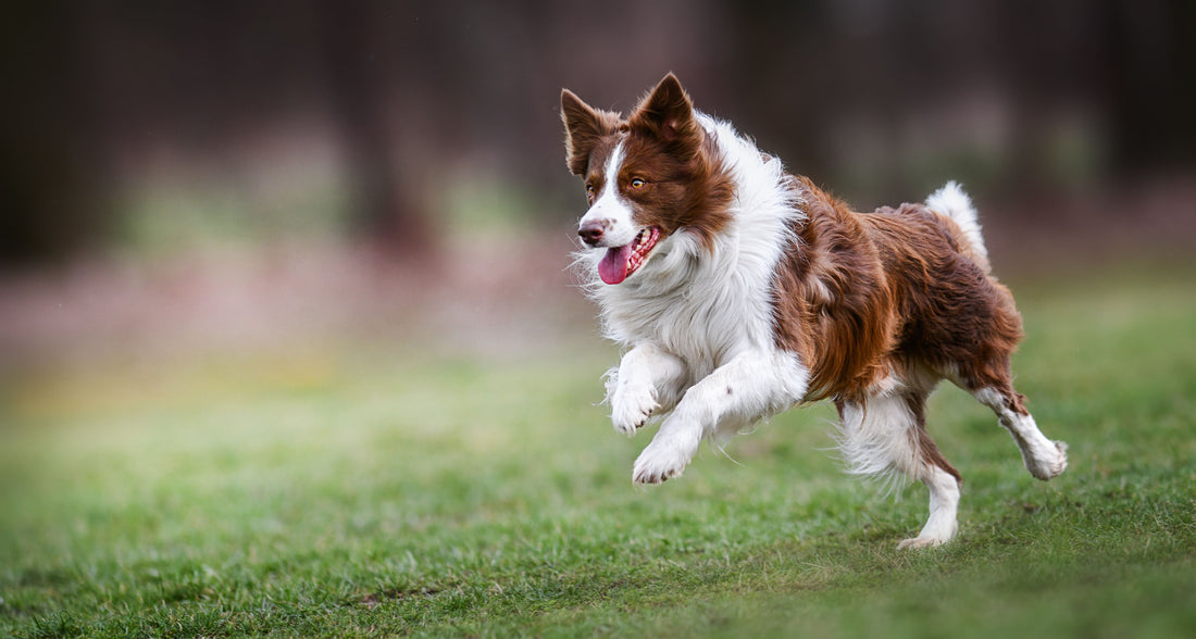 Mein Hund zieht an der Leine, was mache ich dagegen?